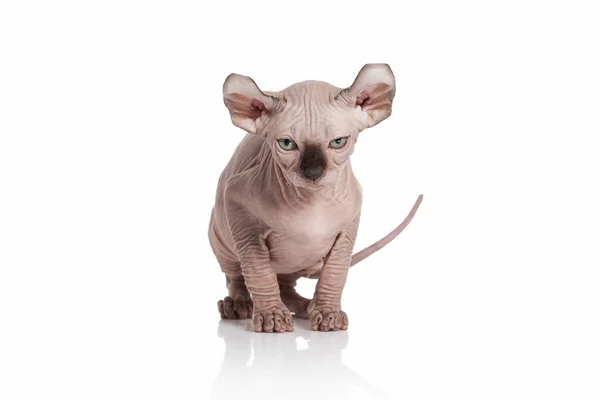 Gatto. Gattino elfo su sfondo bianco — Foto Stock