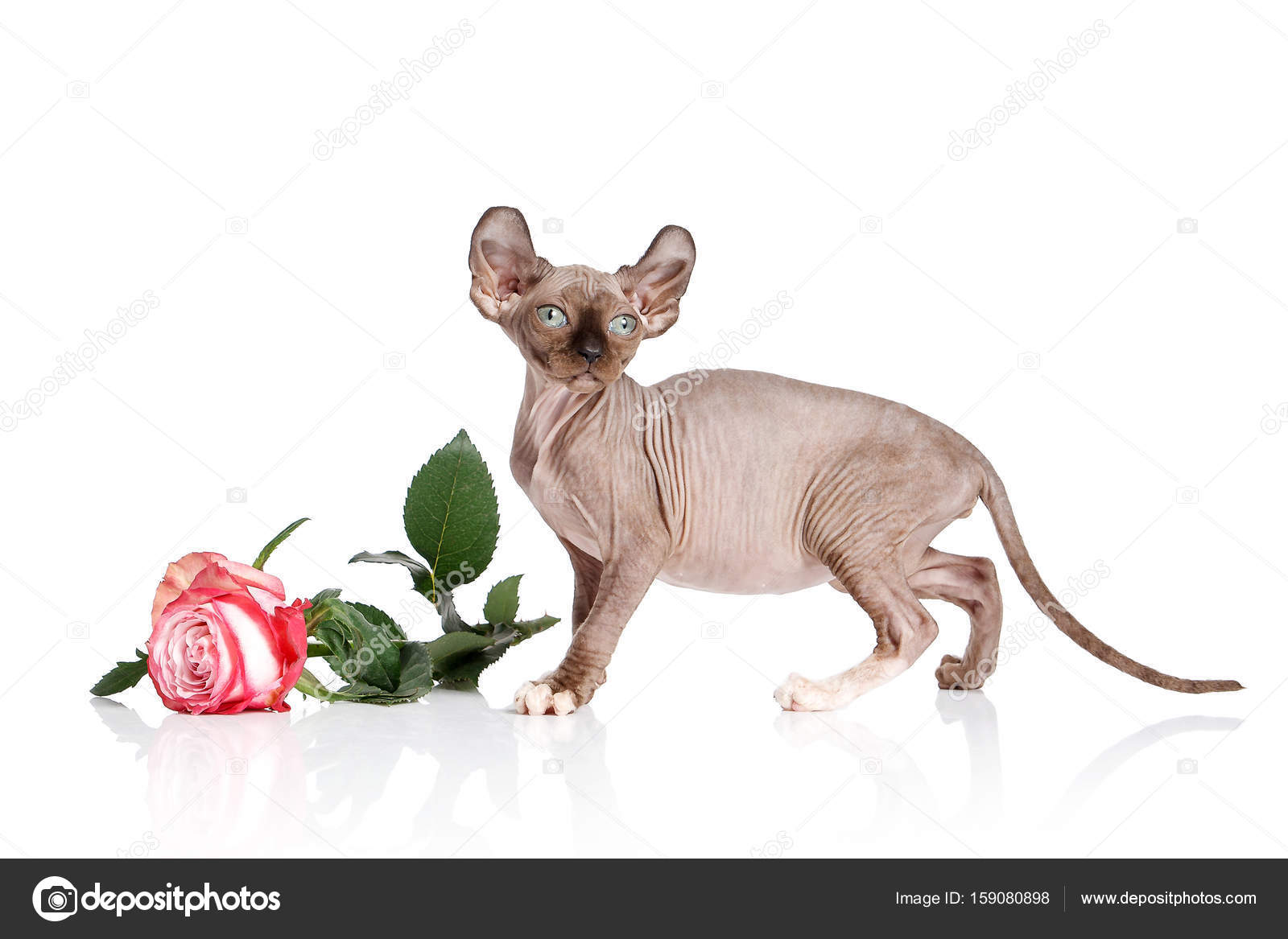 Kot Elf Kot Kitten Na Białym Tle Zdjęcie Stockowe Dionoanomalia