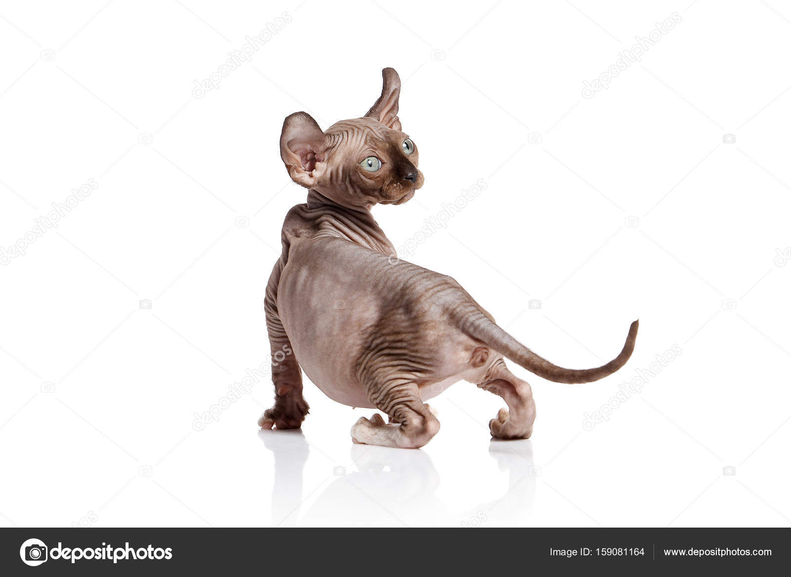 Kot Elf Kot Kitten Na Białym Tle Zdjęcie Stockowe Dionoanomalia