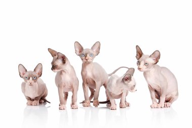 Kedi. Kanada sphynx kedi yavru kedi beyaz arka plan üzerinde