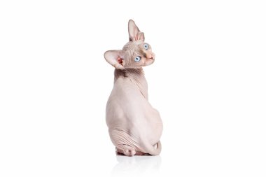 Kedi. Kanada sphynx kedi kedi beyaz arka plan üzerinde