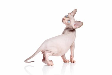Kedi. Kanada sphynx kedi kedi beyaz arka plan üzerinde