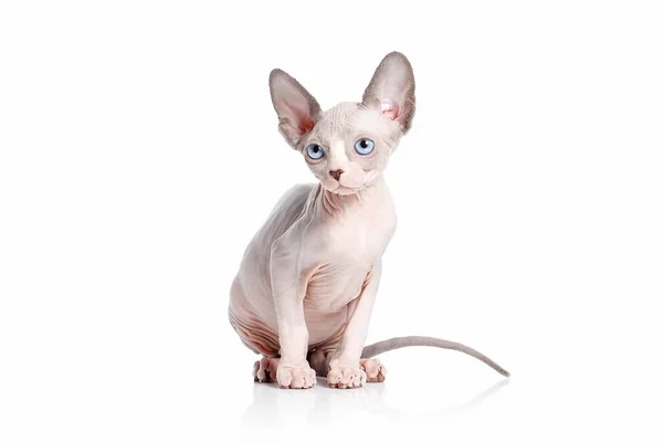 Kot. Canadian sphynx kot kitten na białym tle — Zdjęcie stockowe