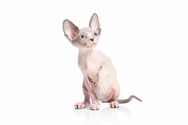 Kissa. Kanadan sphynx kissa kissanpentu valkoisella taustalla — kuvapankkivalokuva