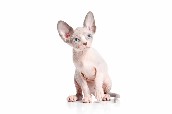 Kedi. Kanada sphynx kedi kedi beyaz arka plan üzerinde — Stok fotoğraf