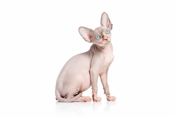 Katze. Kanadische Sphynx Katzenkätzchen auf weißem Hintergrund — Stockfoto