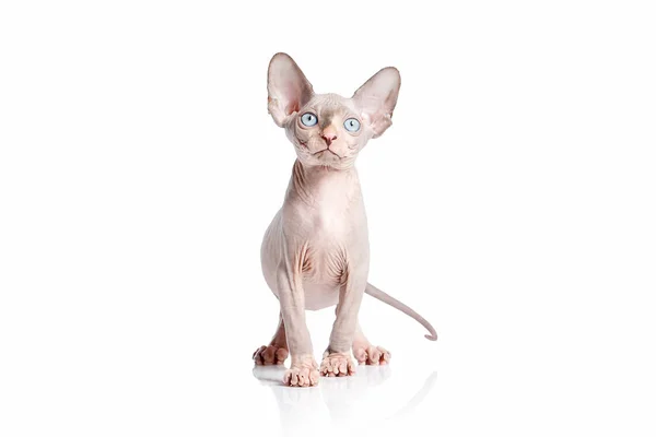 Gatto. Gattino gatto sfinge canadese su sfondo bianco — Foto Stock