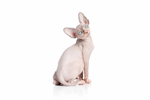 Katt. Kanadensiska sphynx katt Kattunge på vit bakgrund — Stockfoto