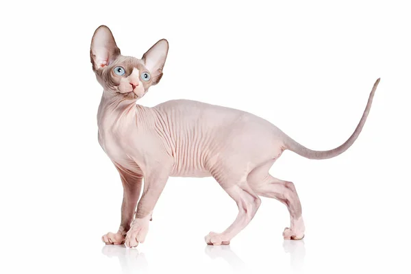 Katt. Kanadensiska sphynx katt Kattunge på vit bakgrund — Stockfoto