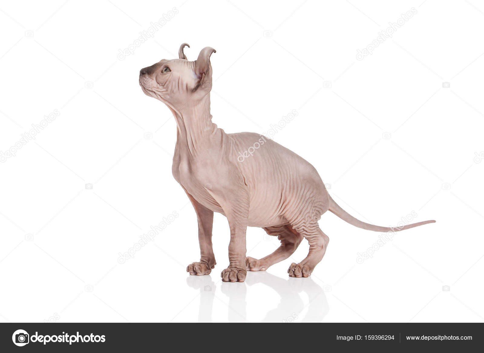 Kot Elf Kot Kitten Na Białym Tle Zdjęcie Stockowe Dionoanomalia