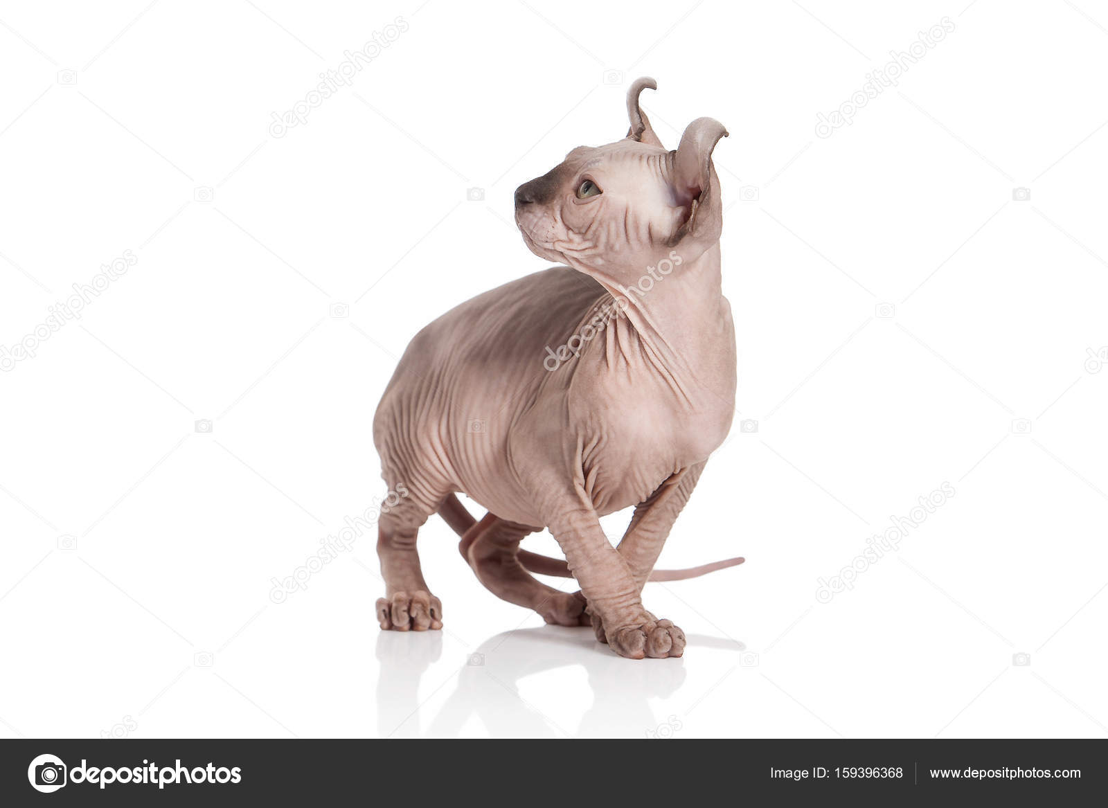 Kot Elf Kot Kitten Na Białym Tle Zdjęcie Stockowe Dionoanomalia