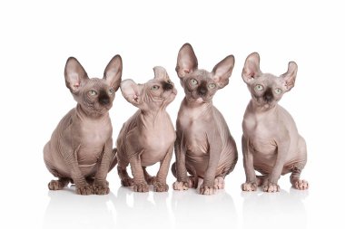 Kedi. Elf kedi yavru kedi beyaz arka plan üzerinde