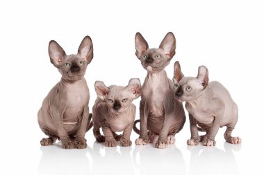 Kedi. Elf kedi yavru kedi beyaz arka plan üzerinde