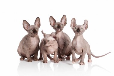 Kedi. Elf kedi yavru kedi beyaz arka plan üzerinde