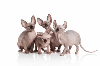 Kedi. Elf kedi yavru kedi beyaz arka plan üzerinde