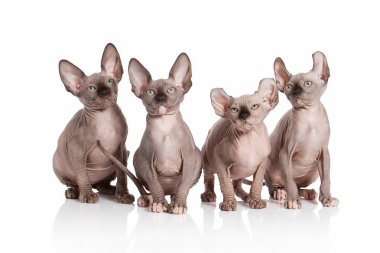 Kedi. Elf kedi yavru kedi beyaz arka plan üzerinde