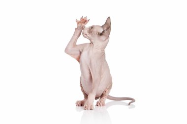 Kedi. Kanada sphynx kedi kedi beyaz arka plan üzerinde