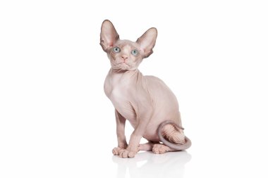 Kedi. Kanada sphynx kedi kedi beyaz arka plan üzerinde