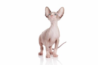 Kedi. Kanada sphynx kedi kedi beyaz arka plan üzerinde