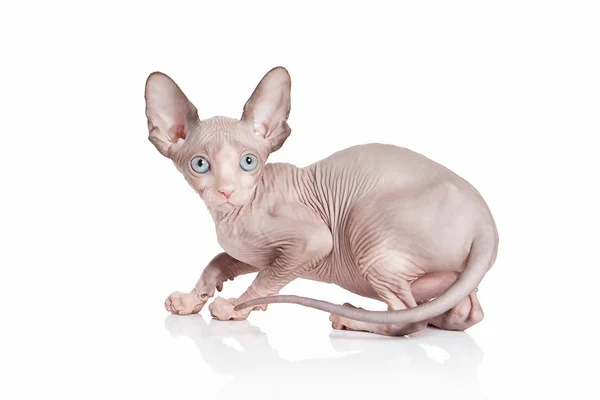 Cat. Canadian sphynx cat kitten on white background — Stock Photo, Image