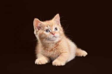 Kedi. Koyu kahverengi zemin üzerine genç kırmızı İngiliz yavru kedi