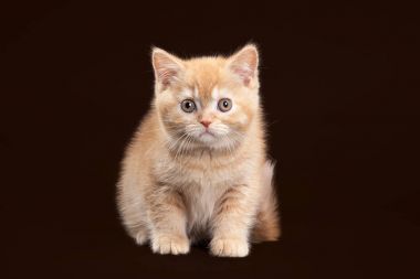 Kedi. Koyu kahverengi zemin üzerine genç kırmızı İngiliz yavru kedi