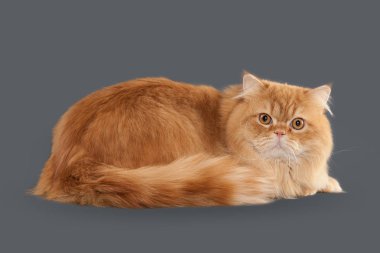 Kedi. Gri arka plan üzerinde kırmızı uzun saçlı İngiliz kedi