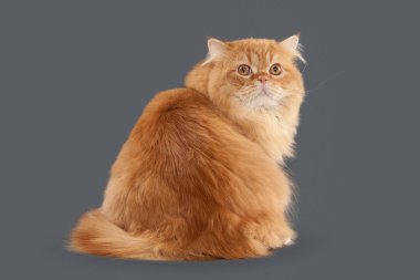 Kedi. Gri arka plan üzerinde kırmızı uzun saçlı İngiliz kedi