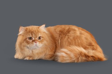 Kedi. Gri arka plan üzerinde kırmızı uzun saçlı İngiliz kedi