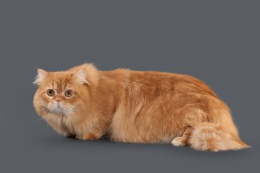 Kedi. Gri arka plan üzerinde kırmızı uzun saçlı İngiliz kedi