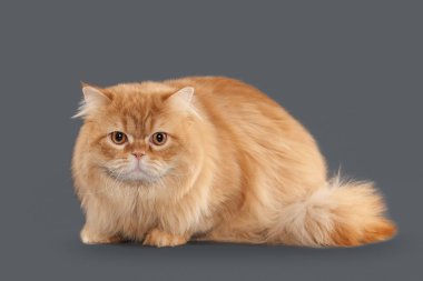 Kedi. Gri arka plan üzerinde kırmızı uzun saçlı İngiliz kedi