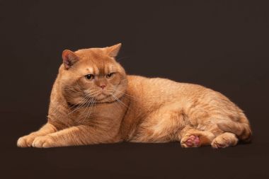 Kedi. Koyu kahverengi zemin üzerine kırmızı İngiliz erkek kedi