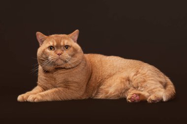 Kedi. Koyu kahverengi zemin üzerine kırmızı İngiliz erkek kedi