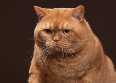 Kedi. Koyu kahverengi zemin üzerine kırmızı İngiliz erkek kedi