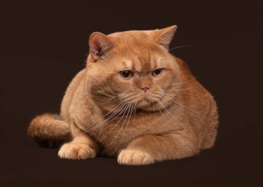 Kedi. Koyu kahverengi zemin üzerine kırmızı İngiliz erkek kedi