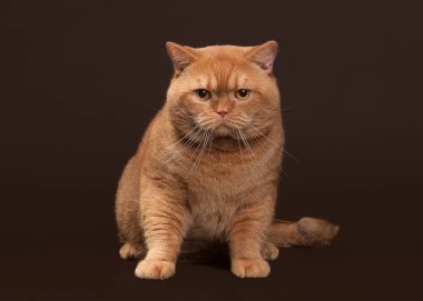 Kedi. Koyu kahverengi zemin üzerine kırmızı İngiliz erkek kedi