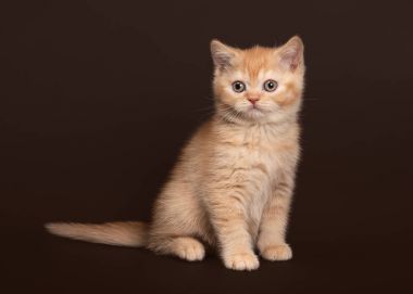 Kedi. Koyu kahverengi zemin üzerine genç kırmızı İngiliz yavru kedi