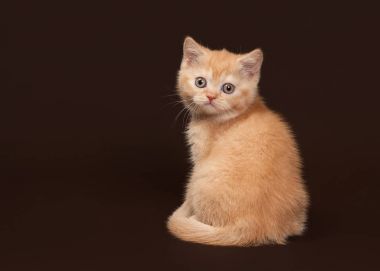 Kedi. Koyu kahverengi zemin üzerine genç kırmızı İngiliz yavru kedi