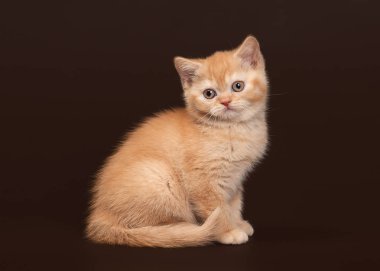 Kedi. Koyu kahverengi zemin üzerine genç kırmızı İngiliz yavru kedi