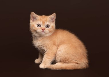 Kedi. Koyu kahverengi zemin üzerine genç kırmızı İngiliz yavru kedi