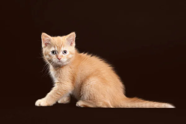 Kat. Jonge rode Britse kitten op donkere bruine achtergrond — Stockfoto