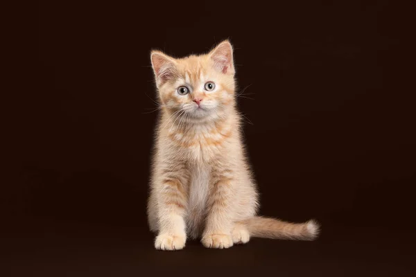 Kočka. Mladé červené britské kotě na tmavě hnědé pozadí — Stock fotografie