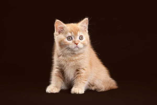 Gatto. Giovane gattino britannico rosso su sfondo marrone scuro — Foto Stock