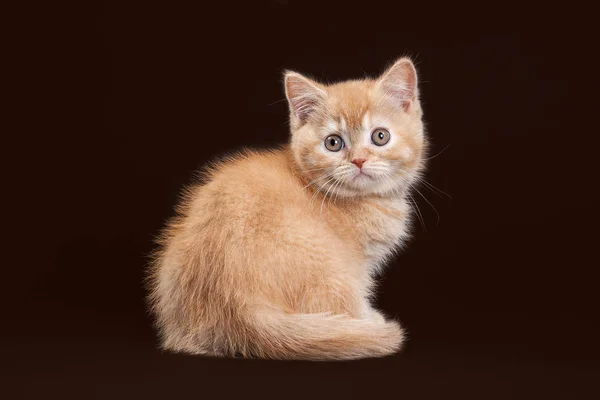 Cat. Young red british kitten on dark brown background — Stock Photo, Image