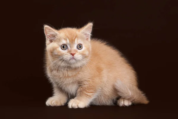 ¡Cat! Gatito británico rojo joven sobre fondo marrón oscuro — Foto de Stock