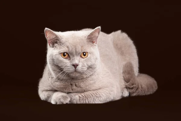 猫。暗い茶色の背景に若いライラック ブリティッシュ子猫 — ストック写真