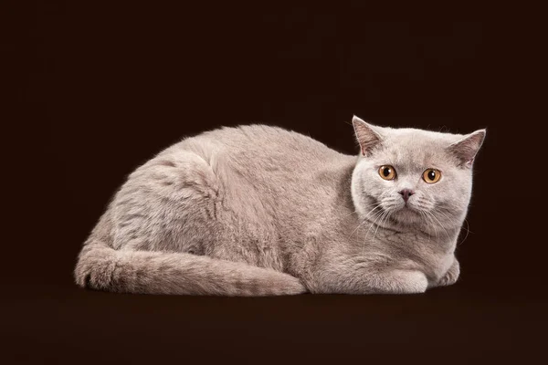 Kat. Jonge Lila Britse kitten op donkere bruine achtergrond — Stockfoto