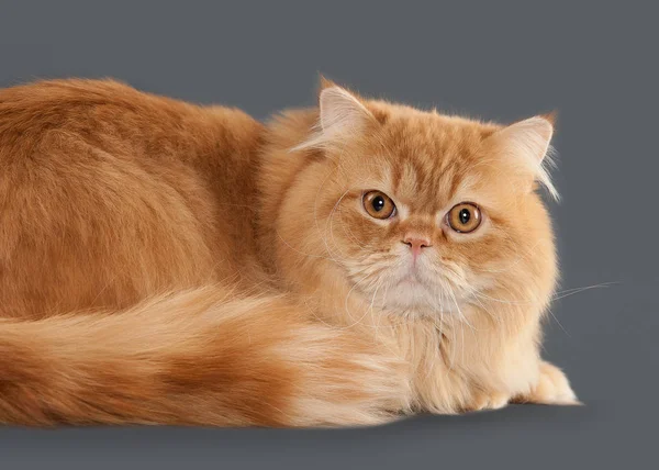 Kedi. Gri arka plan üzerinde kırmızı uzun saçlı İngiliz kedi