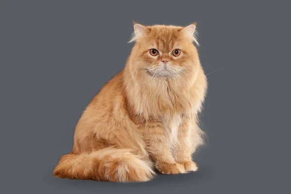 Kot. Kot brytyjski czerwony długie włosy na szarym tle — Zdjęcie stockowe