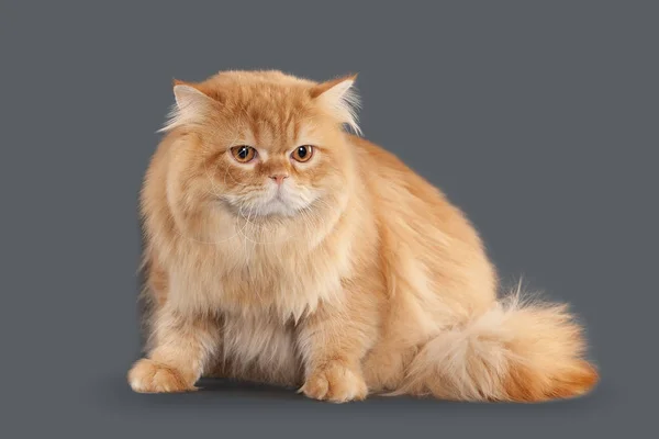 Gato. Vermelho longo cabelo britânico gato no fundo cinza — Fotografia de Stock